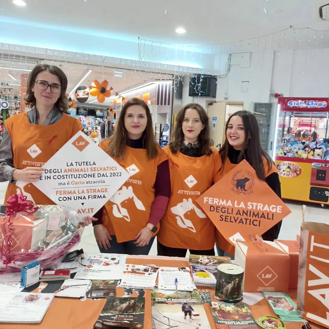 LAV_Italia's tweet photo. 🦊Anche oggi siamo in piazza per fermare la strage di animali selvatici!

Grazie a tutti i volontari di @LAVSediLocali e a tutte le persone che ci stanno raggiungendo per firmare e lasciare un messaggio al Presidente Mattarella in difesa degli animali!👇
https://t.co/16sR3Zb7Gr https://t.co/6x3Iu9qjWL