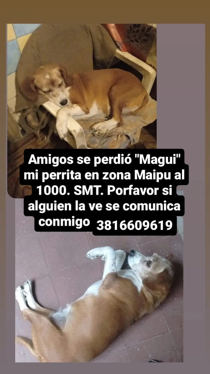 Solverstein's tweet photo. Buenos días! A un amigo se le perdió su perrita anoche. Agradezco difusión! https://t.co/8ITyd098yb
