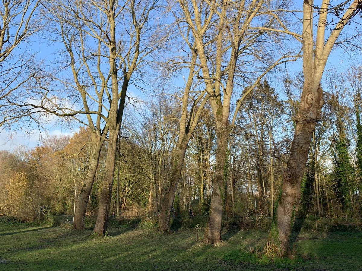 Meitje 🕊️ tweet media