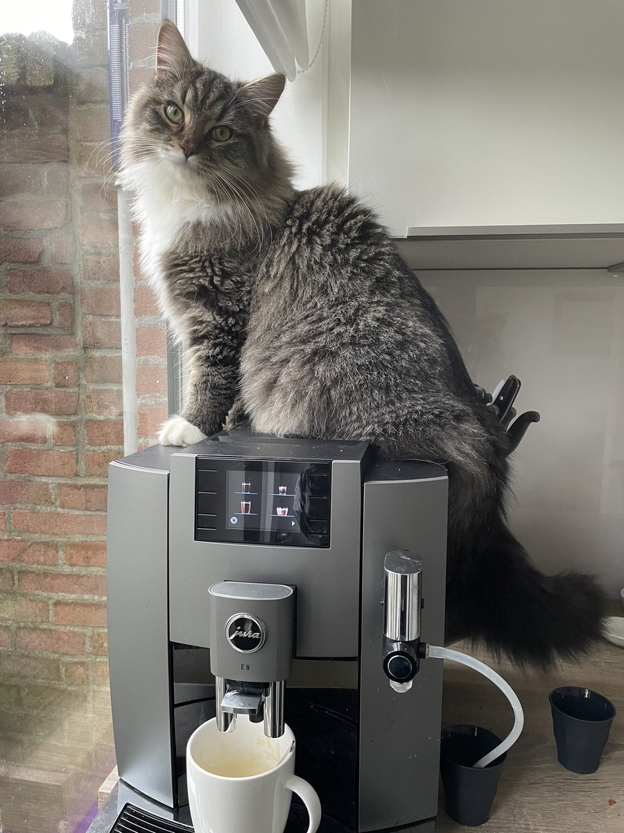 Kat op de koffie. Letterlijk 😀

#siberischekat
#katopdekoffie