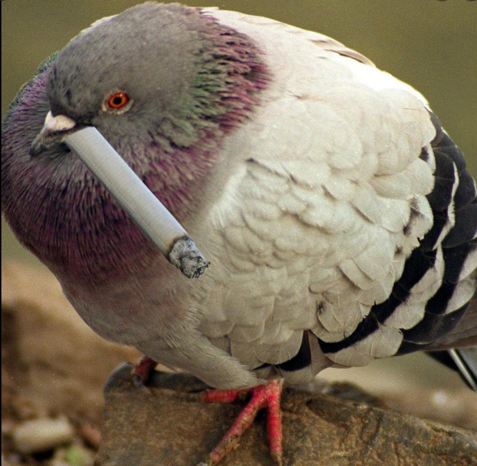 NeckLong26 tweet media