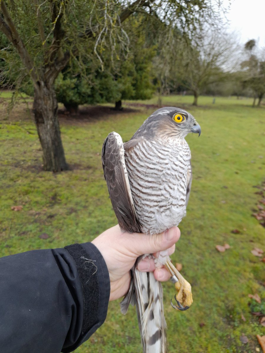 Bucktonbirder's tweet photo. Ringing in a Cambridgeshire orchard in January this year and caught this already ringed adult female Sparrowhawk, aged at least 3 years old, got data back and it was initially ringed on 23/5/21 at Two Teee Island, Leigh on Sea, Essex - 93km away, wasn't expecting that! https://t.co/YbRdClqFKx