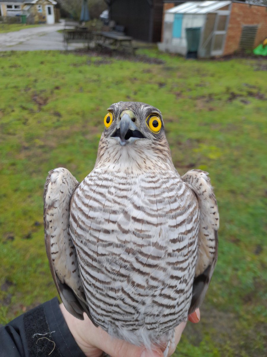 Bucktonbirder's tweet photo. Ringing in a Cambridgeshire orchard in January this year and caught this already ringed adult female Sparrowhawk, aged at least 3 years old, got data back and it was initially ringed on 23/5/21 at Two Teee Island, Leigh on Sea, Essex - 93km away, wasn't expecting that! https://t.co/YbRdClqFKx