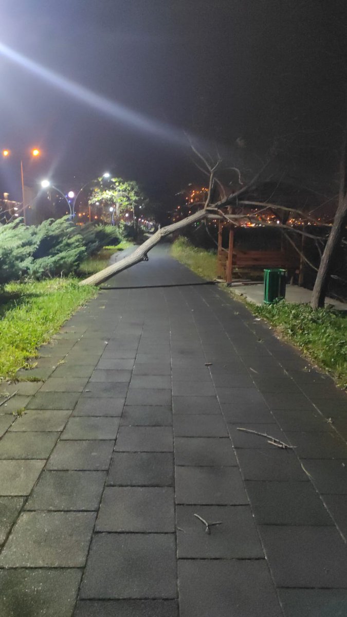 Sürmene de rüzgar ağaçları devirdi.