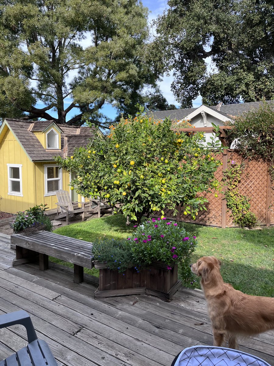 Can u spot my cat?