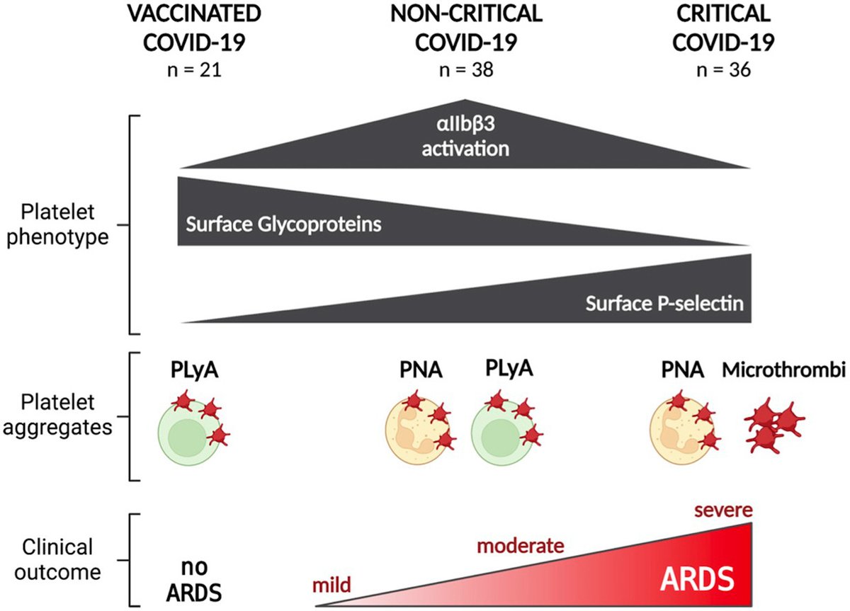 RPTHjournal's tweet photo. What is the effect of #COVID19 vaccination on platelet activation? 

In this #RPTHOriginalarticle Dr. Maiorca et al report that vaccinated individuals have:
⛔️No platelet hyperactivation 
✅ platelet-leukocyte aggregates that foster immune protection. 

https://t.co/baldpwkv0b https://t.co/Wic5tBan4K