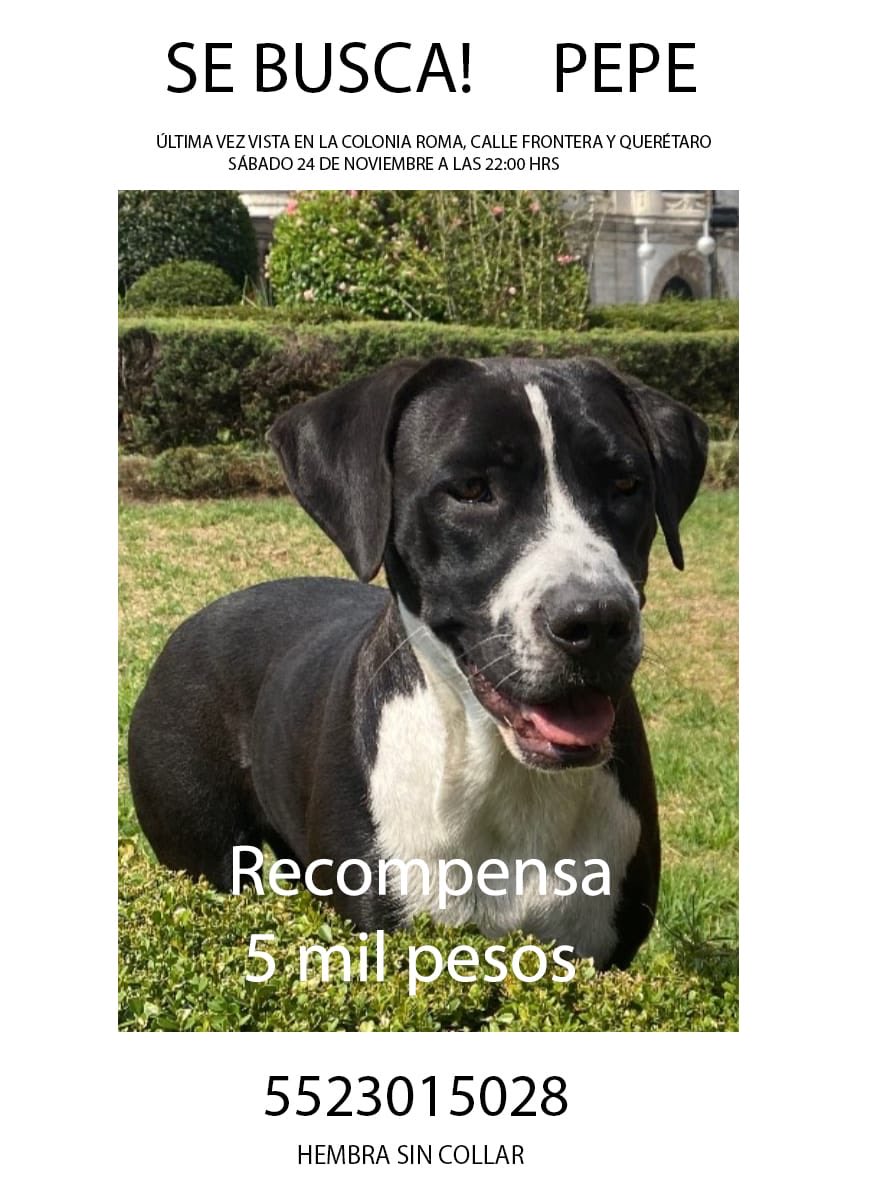 segoviasan's tweet image. #CDMX ayúdanos a encontrar a Pepe

@MascotasSismo @CaninaAmber @UbicapetMexico @PerrosPerdidosA @PerrosPerdidosA @PrrosPerdidosMX @PerdiMiMascota @PerdiDogsMx @lawera33 @mascotasdifunde ⁦@dondeestuvo⁩