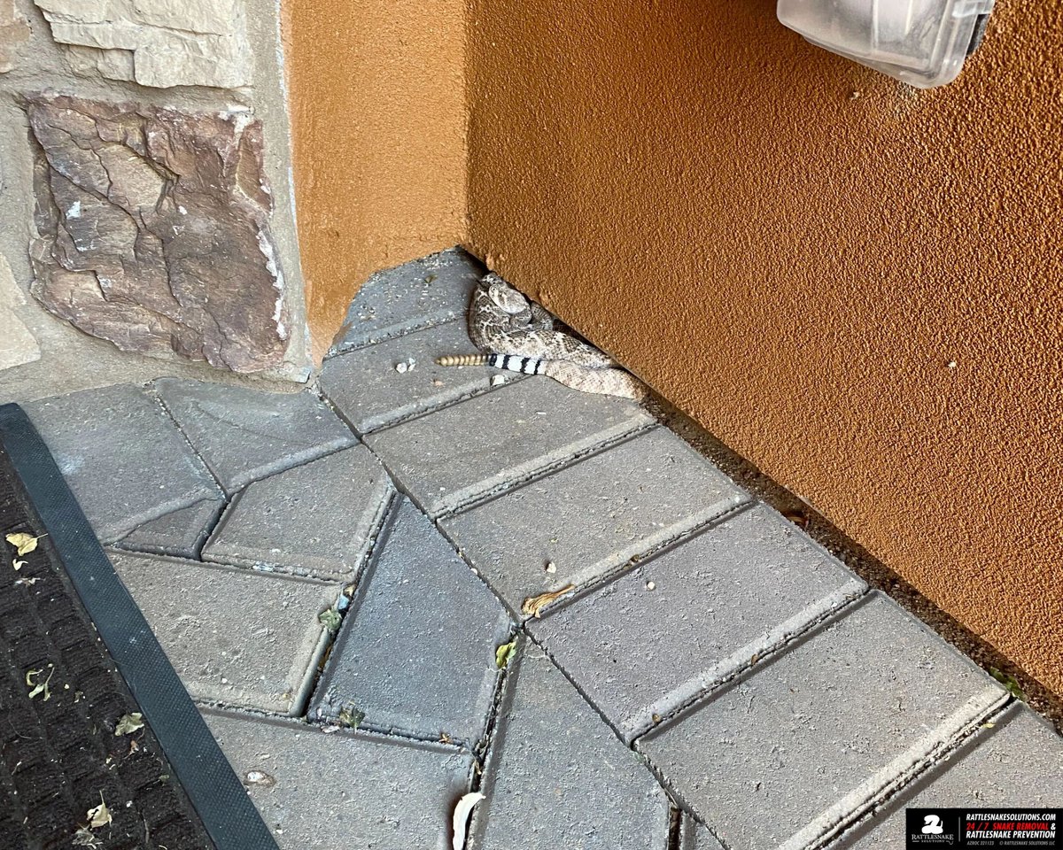 This snake was in the corner all day as people came and went, never making a sound. While this might sound scarier than it is, this is what happens every time anyone in Arizona goes for a hike. The snakes don't want to see people any more than most people want to see snakes.