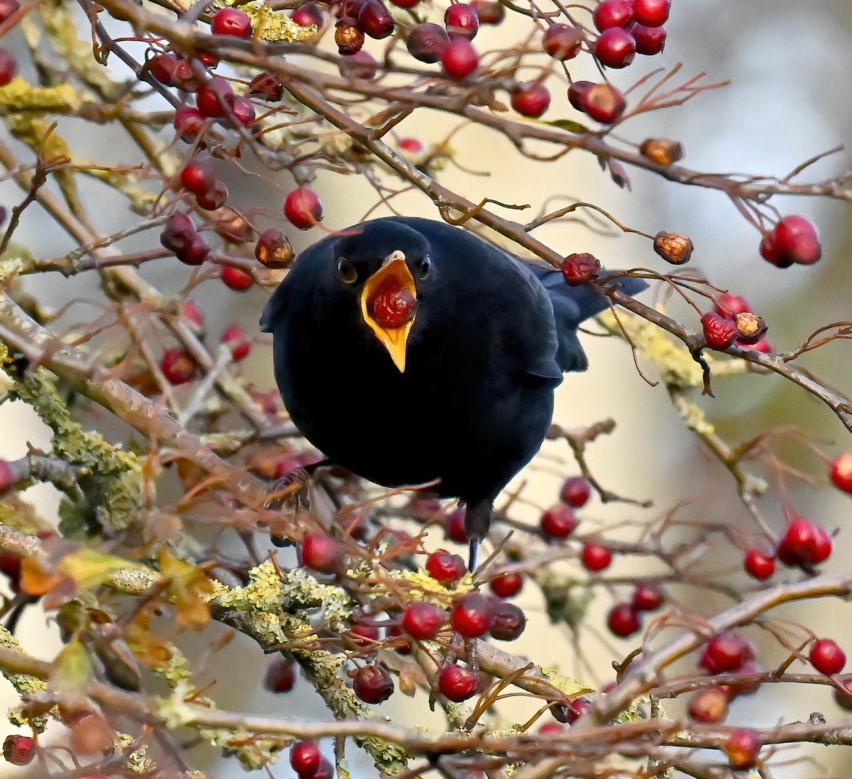 Blackbird with a gobstopper! 😁 Taken yesterday at Steart in Somerset. 🐦