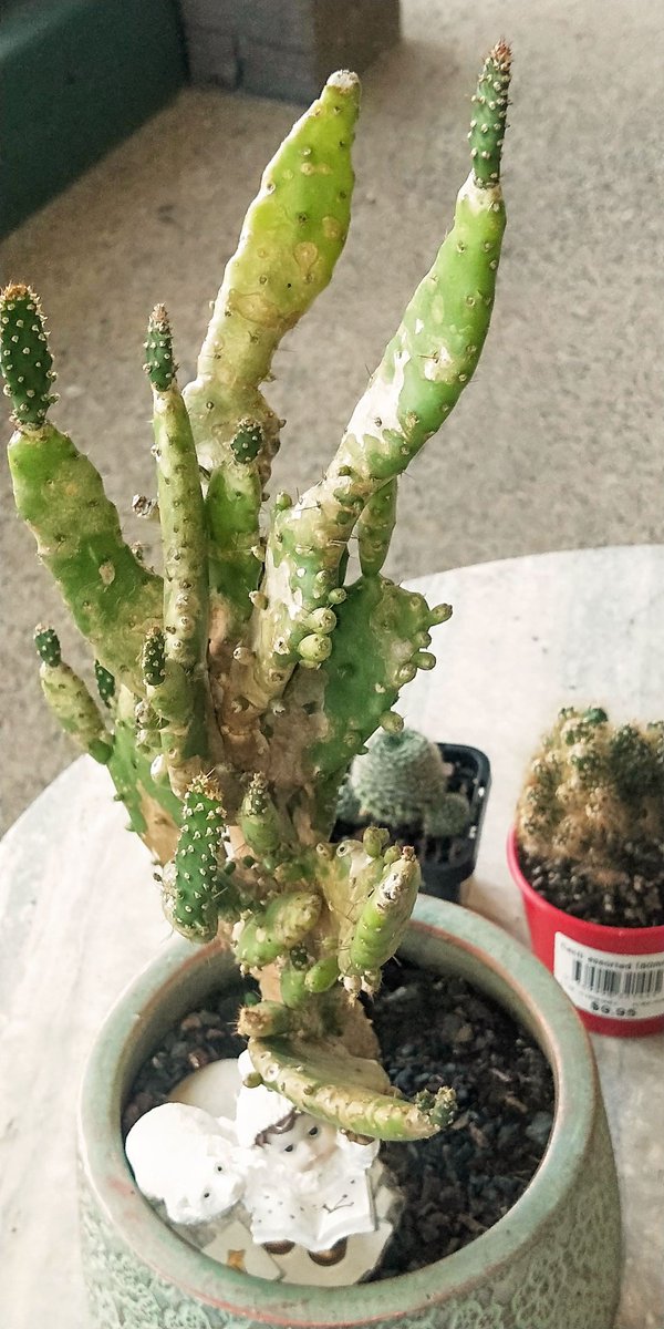 krtcano11's tweet image. Desert plants they are  good survival.