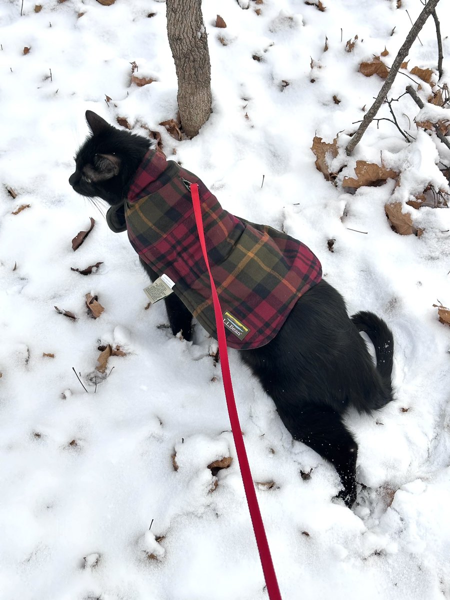 Mickey_Meow_'s tweet photo. I moved WI. And it is my first time wearing jacket and walking on snow. 
#cats https://t.co/FNKfXrYvVO