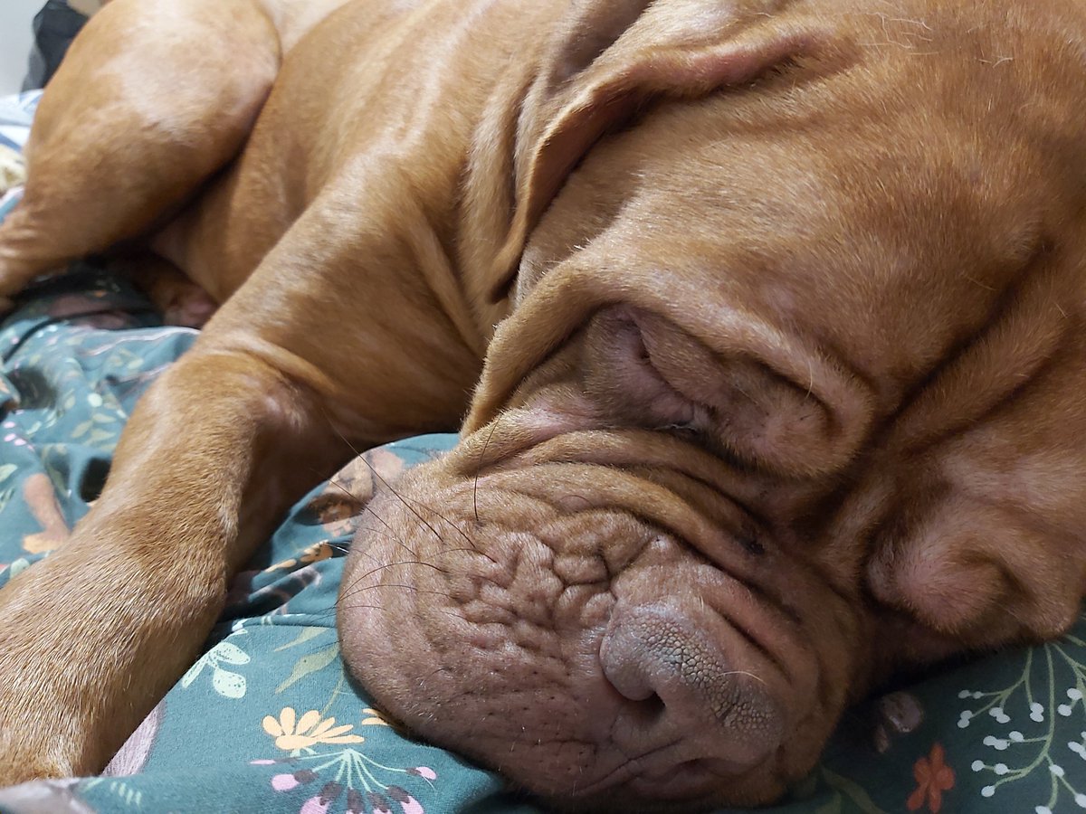 Apparently watching making the Christmas pudding is exhausting work #StirUpSunday