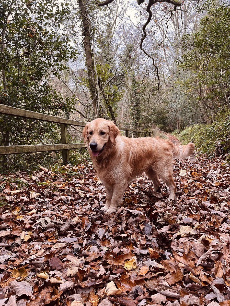 Cara_Lowry's tweet photo. Sunday walks with big Sully 😍 https://t.co/4V7oskZcp1