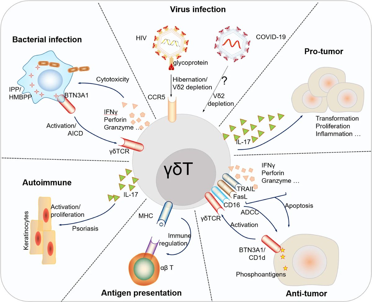 humanimmunenews's tweet photo. Here's a comprehensive review that thoroughly examines γδ T cell #immunology and its role in diseases.
Click 🖱️ the link for the full review: https://t.co/ej6yI0h1O7 https://t.co/OwU4bDfPod