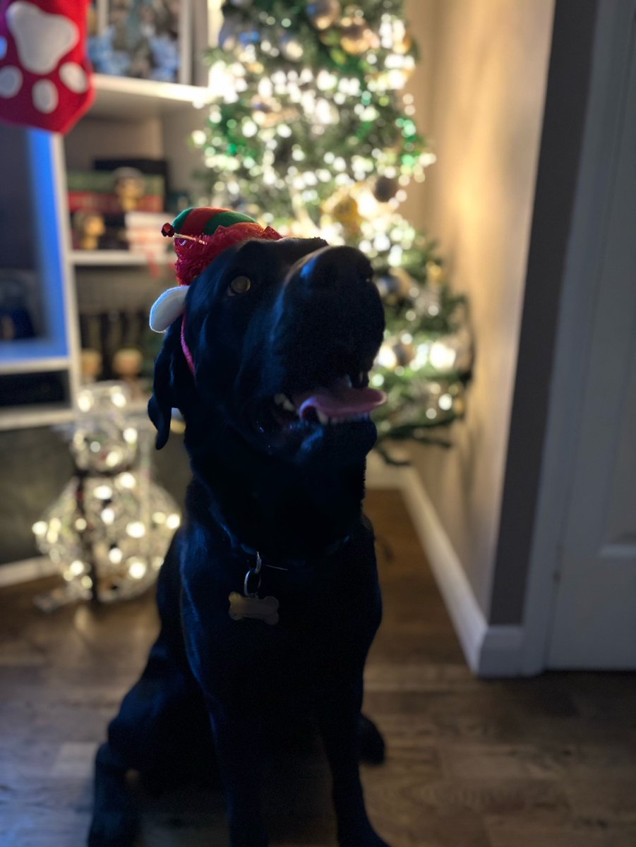 christmas tree up ready for all my presents 🎄🎁