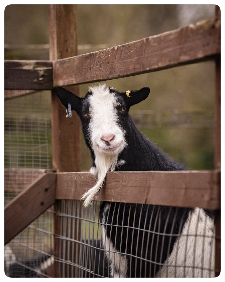 london_wombling's tweet photo. Keeping a close eye on things…
⛅️📷☺️
-
-
📍Deen City Farm
🗓️ Dec 2023
#timeoutlondon #picoftheday #travelblogger #travelphotography #lovewimbledon #ap_magazine #deencityfarm #morden #merton #cityfarm #goat #goatlife #animal #goatphotography #smile https://t.co/T4V2XZXbiH