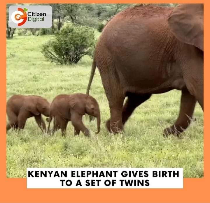 sharoncsheery's tweet photo. Kenya safaris is full of magical adventures and wonders indeed. A rare scenario An Elephant in Kenya has gives birth to a set of twins at Samburu National Reserve. #magicalkenya #soinafrica #RediscoverTheMagic https://t.co/psMAXswdt4
