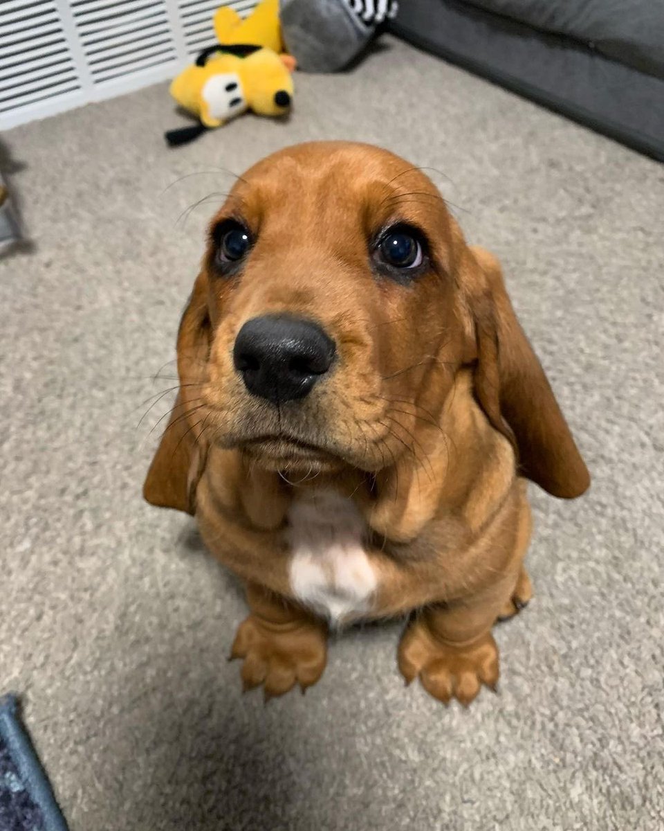 dog_rates's tweet photo. This is Frank. He comes to you today for a very important reason, which is wanting a snuggle. 12/10 would drop everything to snuggle https://t.co/O5Pv3GOKYe