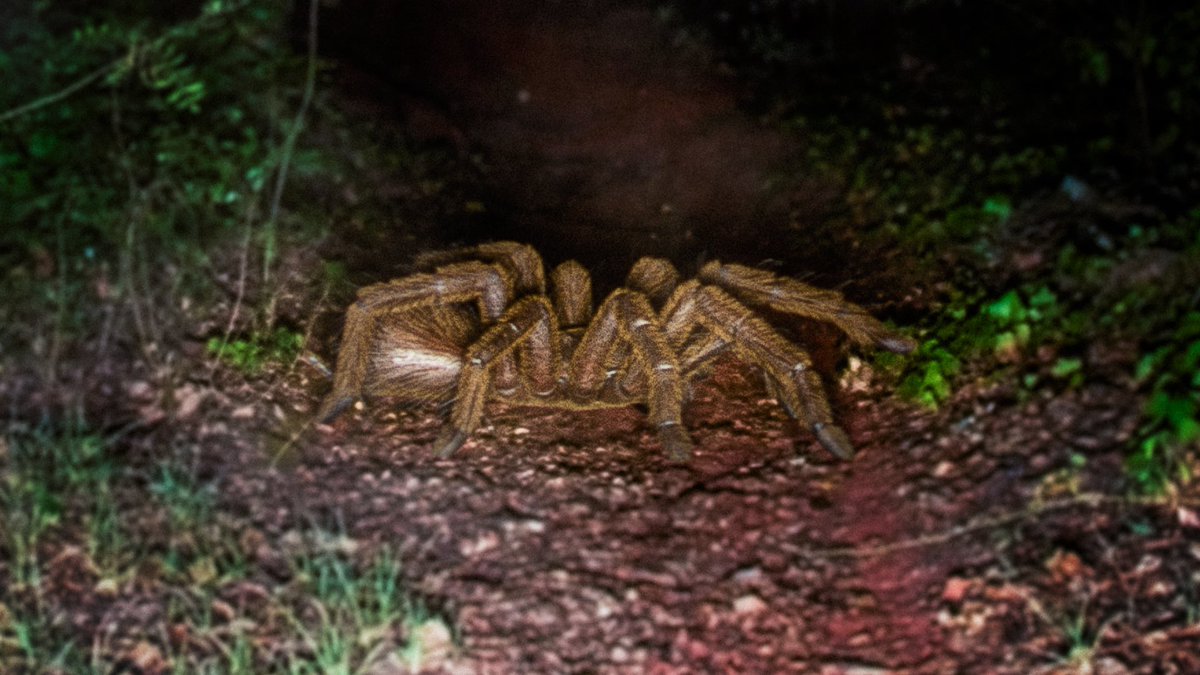 CongoComics's tweet photo. 3 Scary J'ba Fofi Sightings: Giant Tarantulas From The CONGO | VHS Analog Horror
#cryprids #cryptozoology #jbafofi #spider #tarantula #congo https://t.co/72l94cHGrF