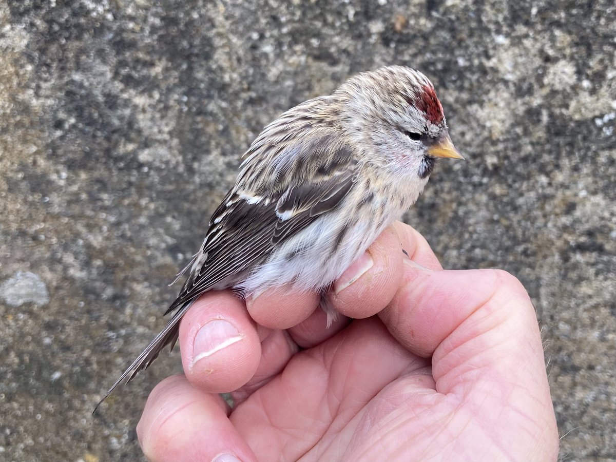 Another two Mealy Redpolls ringed this morning, my 3rd & 4th this autumn & I’ve only caught 55 Lesser Redpolls By contrast, from 2015 to 2022, I ringed 882 Lesser Redpolls & just 4 Mealies, so clearly a great year for these smart Scandinavian visitors @calidrisboy @nwleicsbirds
