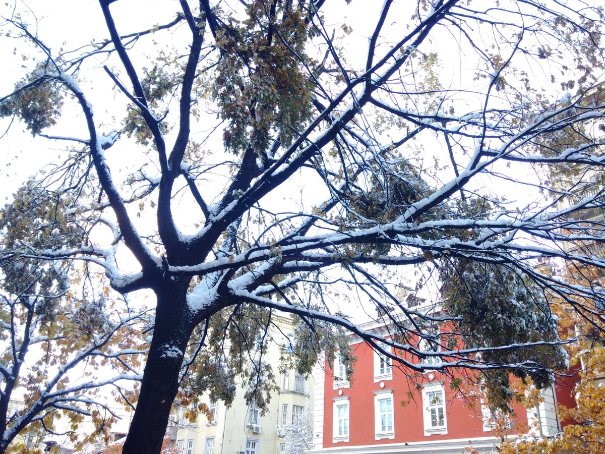 #WinterIsComing with some #snow in Sofia! I do not find having both #autumn #leaves and snow a good indication. There was no distinct #autumn at all this year. Normal snowfall in November and mess on major boulevards in Sofia. No one expected #winter was coming?! #ClimateCrisis