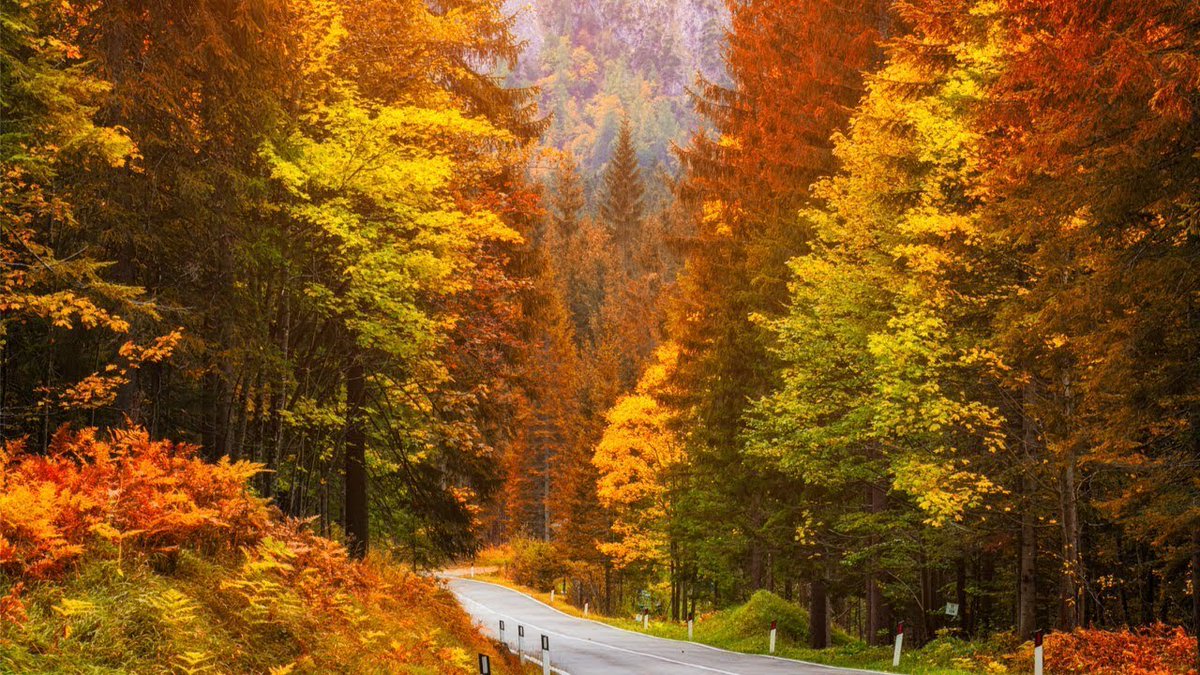 ThisRelaxesMe's tweet photo. Listen to autumn playlists: Soundtrack for serenity 🎵🍂 #AutumnPlaylist #FallMood https://t.co/FWN6yDLLoq
