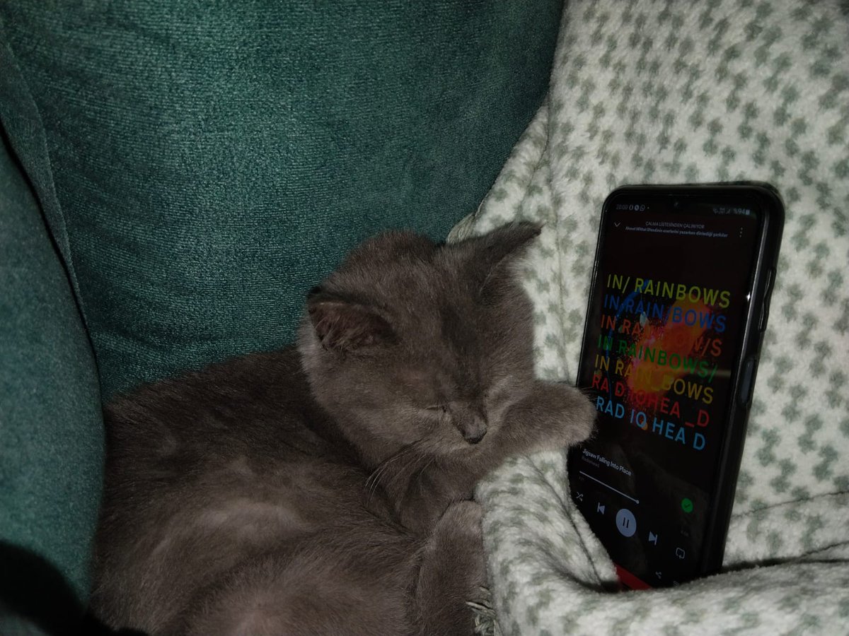 Radiohead kedi gölge