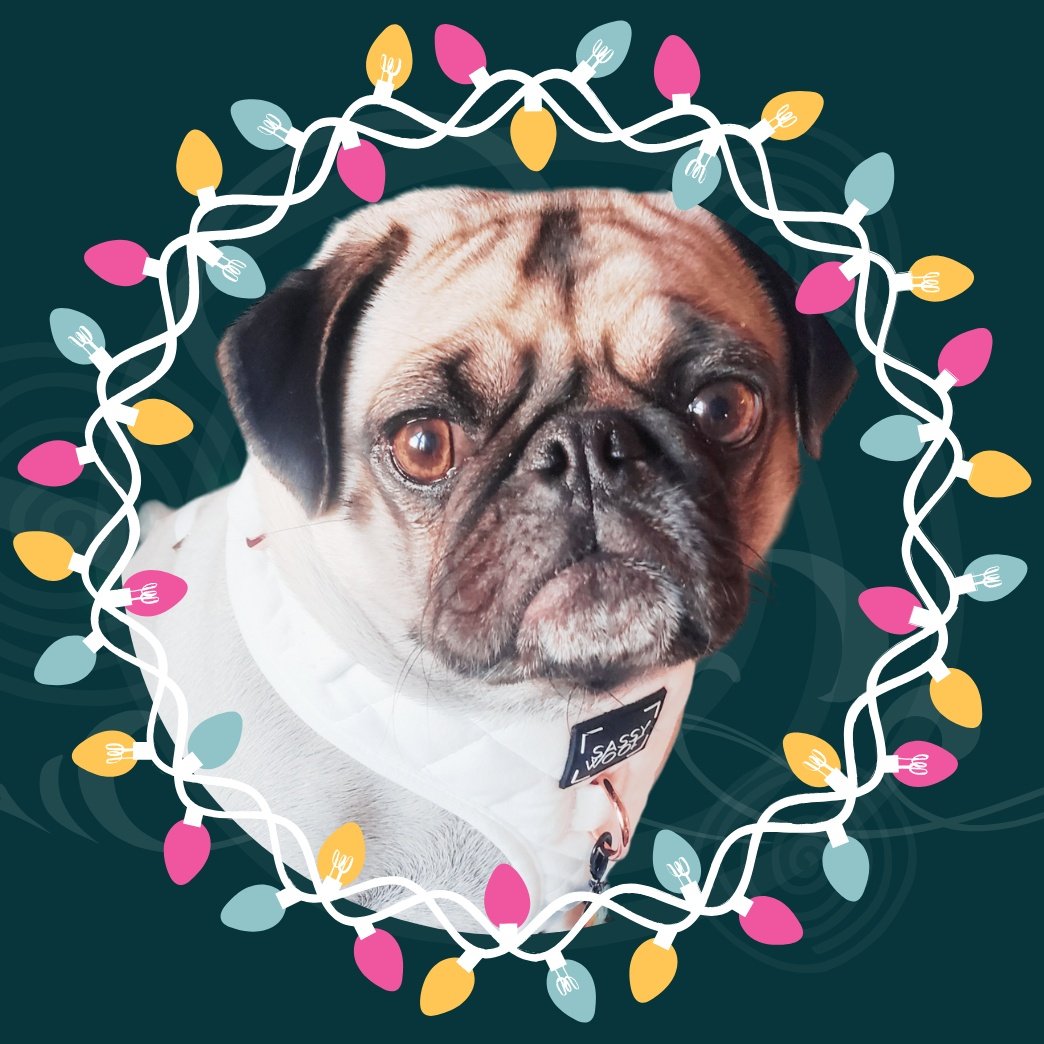 The_Pugess's tweet photo. #NewProfilePic https://t.co/Aco5Gj7A6y