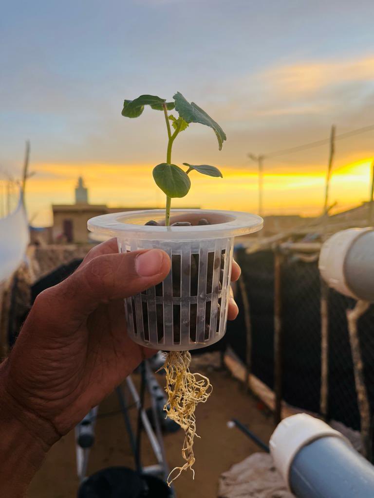 L’expérimentation sur la technologie hydroponique continue au noveau de la ville d’Aleg, Brakna. Une belle réussite
<a href="/UNDPAccLabs/">UNDP Accelerator Labs</a> 
<a href="/PNUDMauritanie/">PNUD Mauritanie</a>