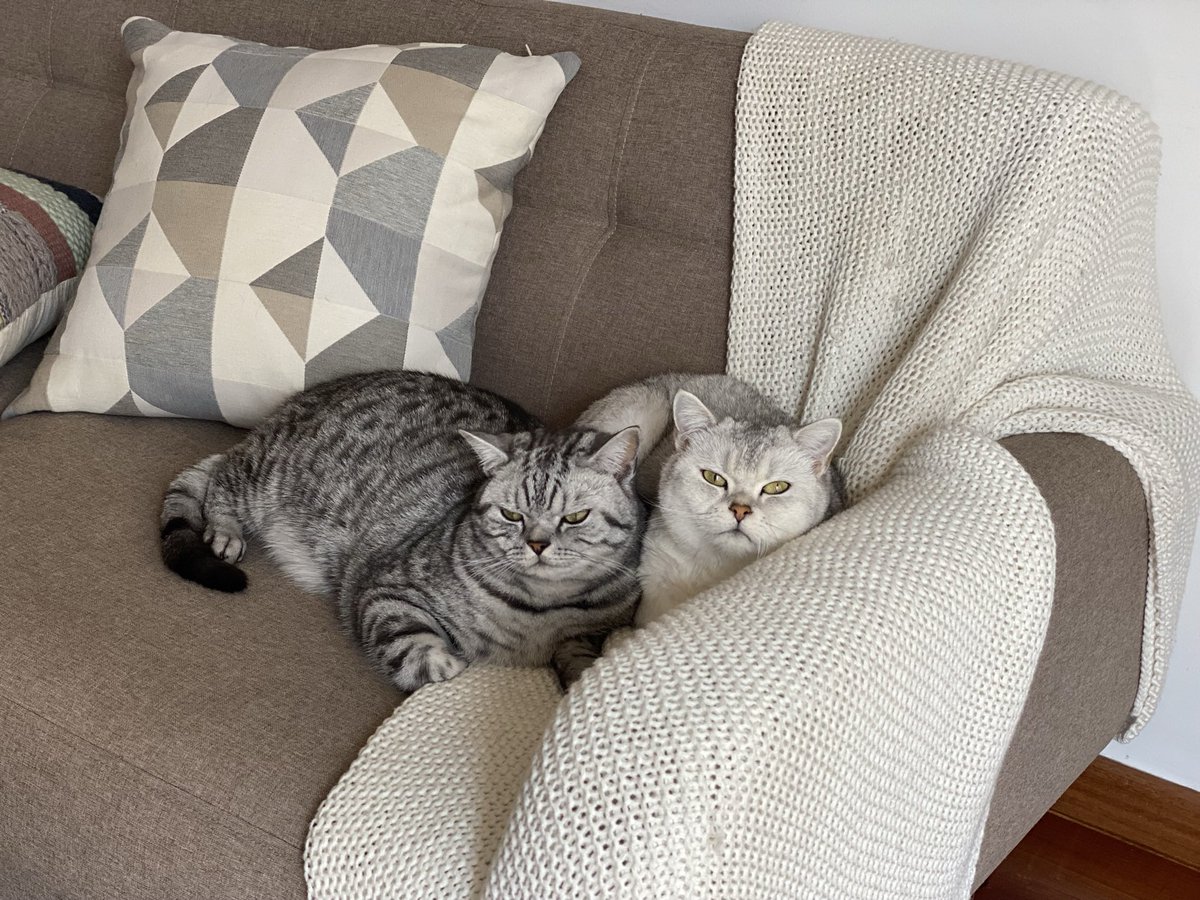#LaMascotaDeMiVida Pazzu y Ushita, son mi compañía, nos entendemos, mi catalizador de energía. 😻