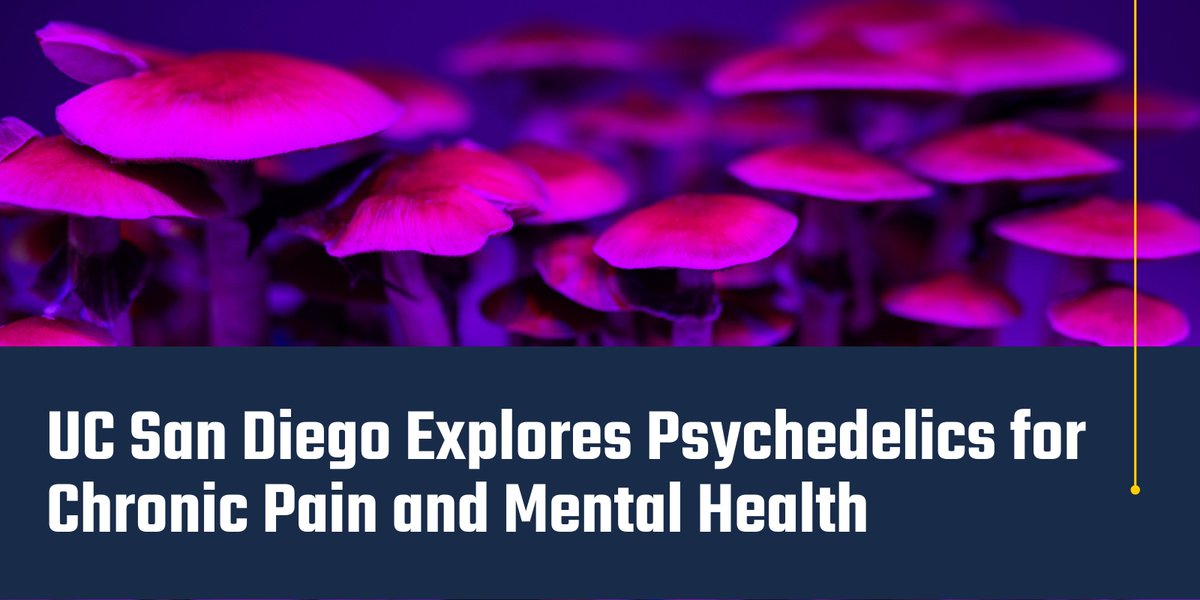 A Psychedelic Revolution. After decades on the fringe, UC San Diego psychedelic research goes mainstream — and tackles chronic pain and mental health. 🍄 🧠 bit.ly/3srgrfX #PsychedelicResearch #psilocybin