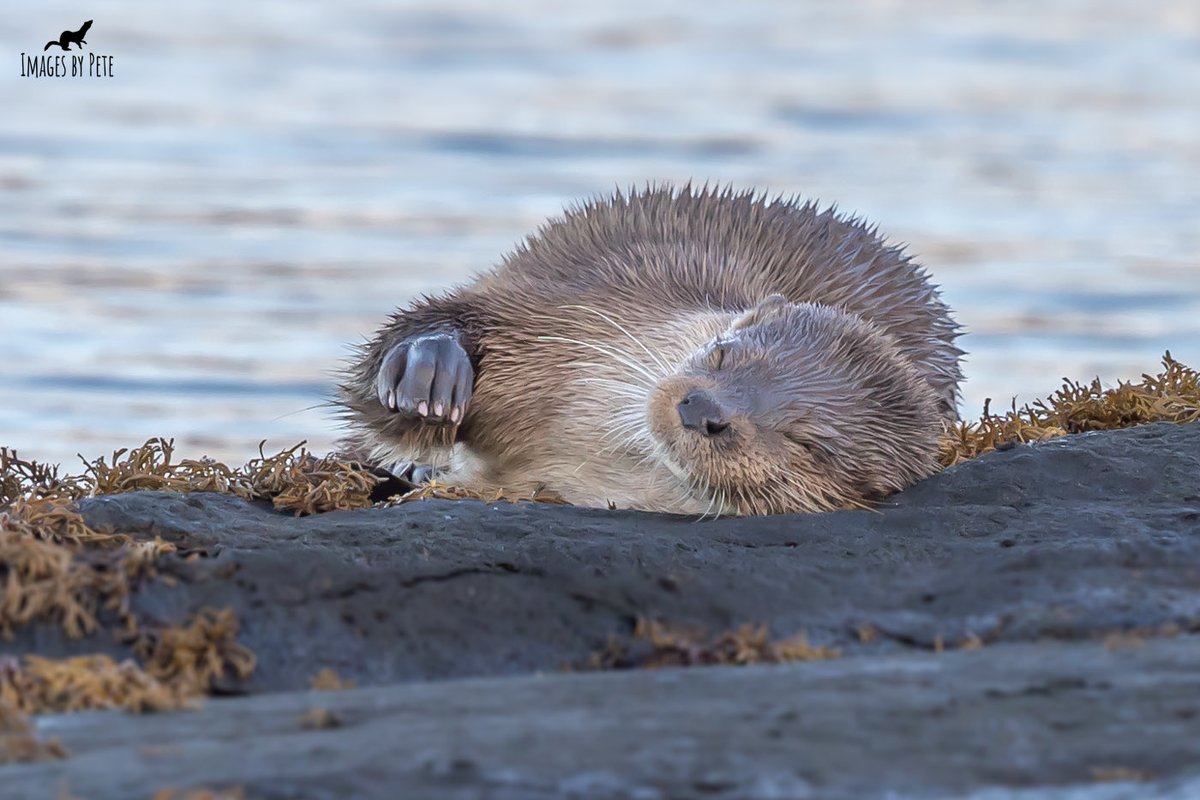 A sleepy Sunday evening #Otter