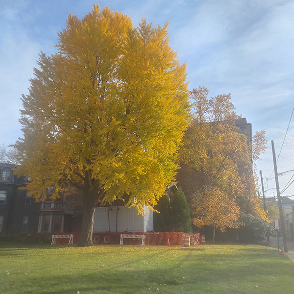 RobesonLibrary's tweet photo. Not only is Robeson Library open until 10pm tonight but it is also a great day to catching the flaming foliage on campus -- before it blows away! 🍁🍂🍃🤎🧡💛
#RutgersCamden #RutgersLibraries #foliage #fallleaves https://t.co/rwfDw38RlX