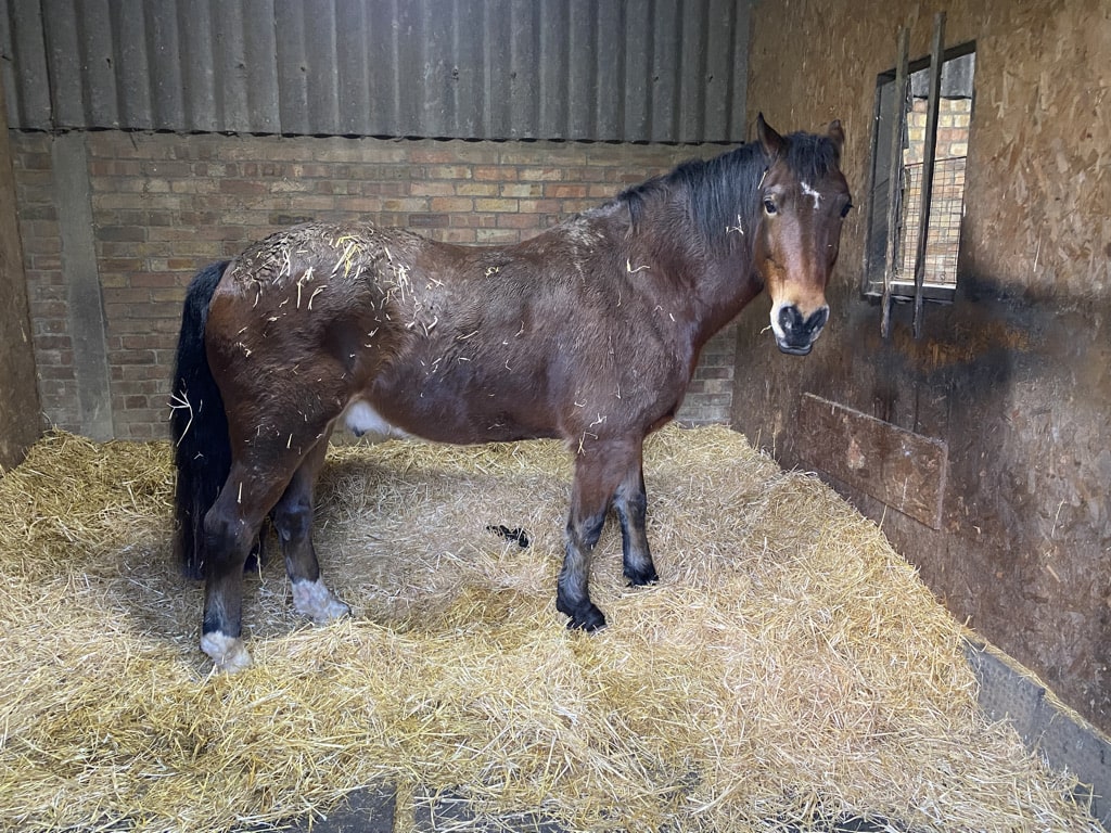 HorseDialog's tweet photo. BE COLIC-AWARE
🐴 Keeping horses stabled 
❄️ Cold weather
🚰 Decreased water intake 
can all contribute to increased risk of impaction colic. 

Read more here 🔽
https://t.co/yEmE08r7Bq

#horses #colic #horsehealth #becolicaware https://t.co/XP9HHb39Rf