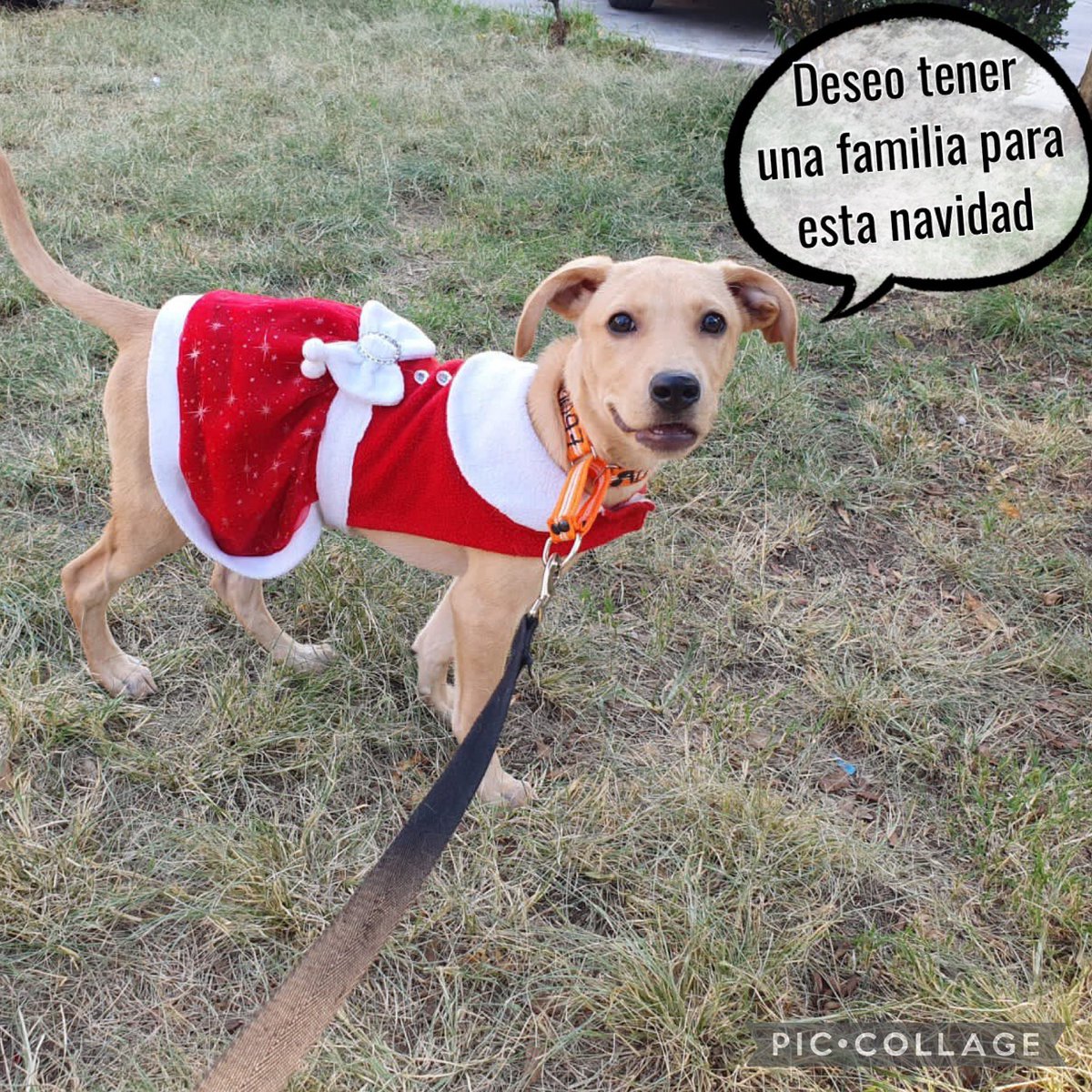 perrososmx's tweet photo. 🌟 Un #RT para #Arenita, vamos a buscar una linda familia para ella. Informes con @diana_dfc es muuuuy lista y obediente 
@MascotasSismo 
@Lacasadelsalchi 
@acano52 
@Animales_CDMX 
Se dará seguimiento, protocolo completo de salud https://t.co/uolzMtPvj2