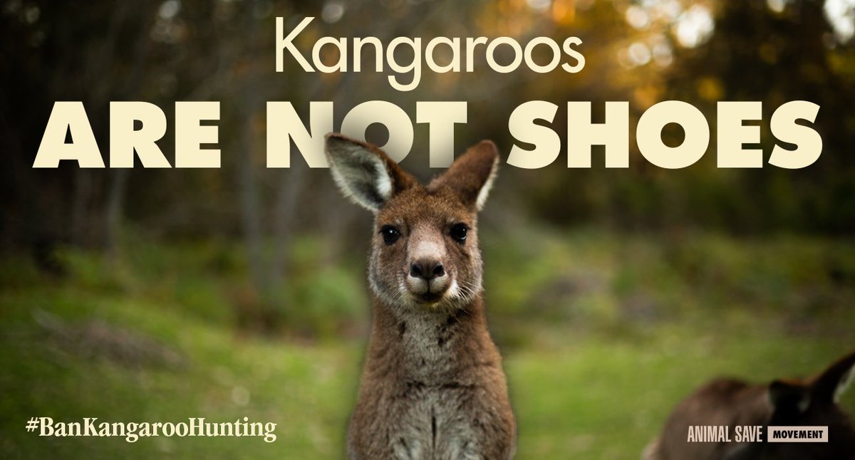 Kangaroos are not shoes @Adidas. It's time to stop funding the killing of innocent beings. Yes to celebrating sport, no to killing kangaroos. #BanKangarooHunting