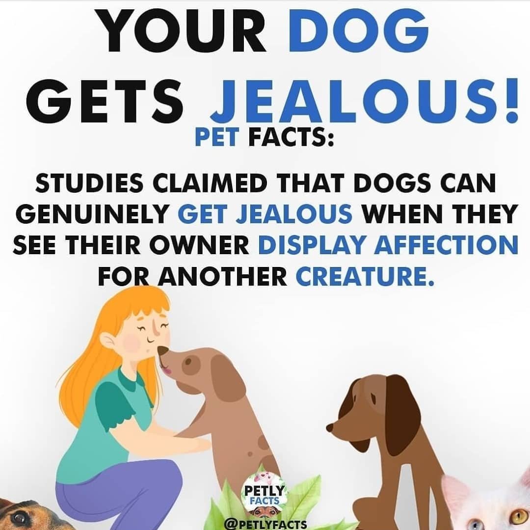 Brain Training for Pets tweet media