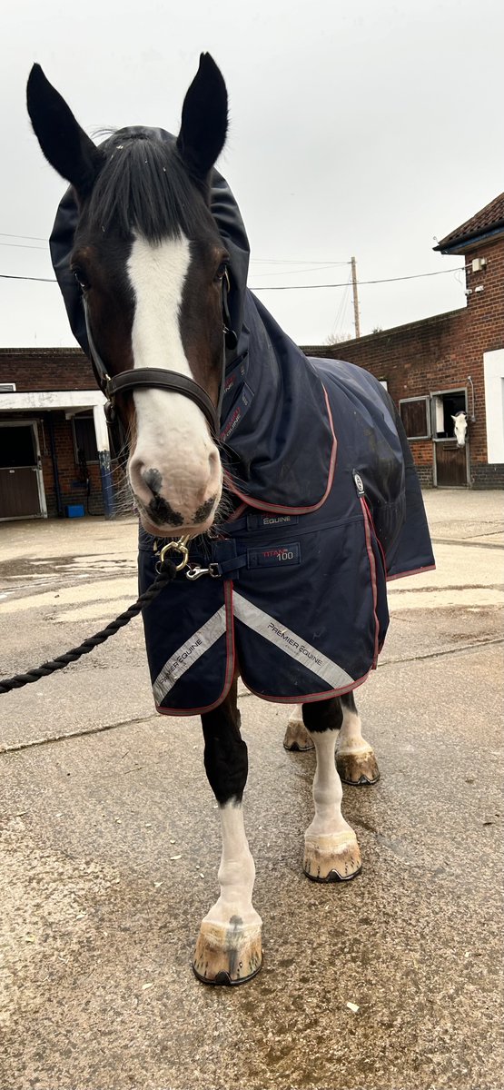 MerPolMounted's tweet image. Our grooms have had a busy day today pampering some of our horses.
First thing Amber had her legs trimmed &amp;amp; washed, then Arnie got a full clip &amp;amp; a bath and then this afternoon Oxberry had her legs clipped &amp;amp; washed.
#StandTall #PHAmber #PHArnie #PHOxberry #WeHaveTheBestGrooms