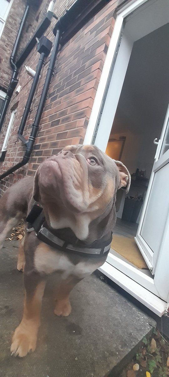 If you look closely enough, there should be the most tiniest plane in the sky, which is making the most tiniest noise ever, which now means I have to bark the whole neighbourhood down 🥰🥰 #anipals #bulldog #DogsOfX #DogsOfTwitter #Dogs