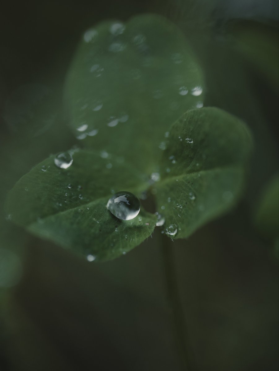 lauripoldre's tweet image. Dewdrop: pexels.com/@lauripoldre/g… 

#naturephotography #stillness #dewdrop