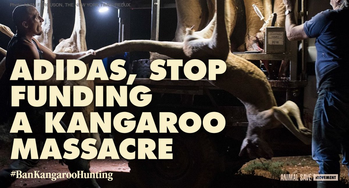 There is no doubt that we are in a time where society does not accept cruelty to animals and companies' values should reflect these changes. @Adidas stop using kangaroos for your shoes! #BanKangarooHunting