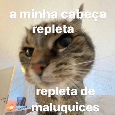 Jon - perfil dedicado a gatinhos e peitos tweet media