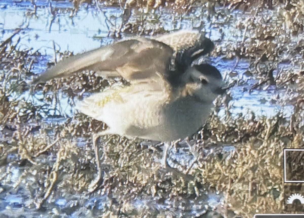 Looks like a greyer Golden Plover to me Aspen.
Ive not sorted my photos from yday yet, but a BoC shot showing part of the underwing which shows the AGP was greyer with a darker crown, more contrasting supercilium, a darker spot behind the eye and it was smaller @Aspensilvaana