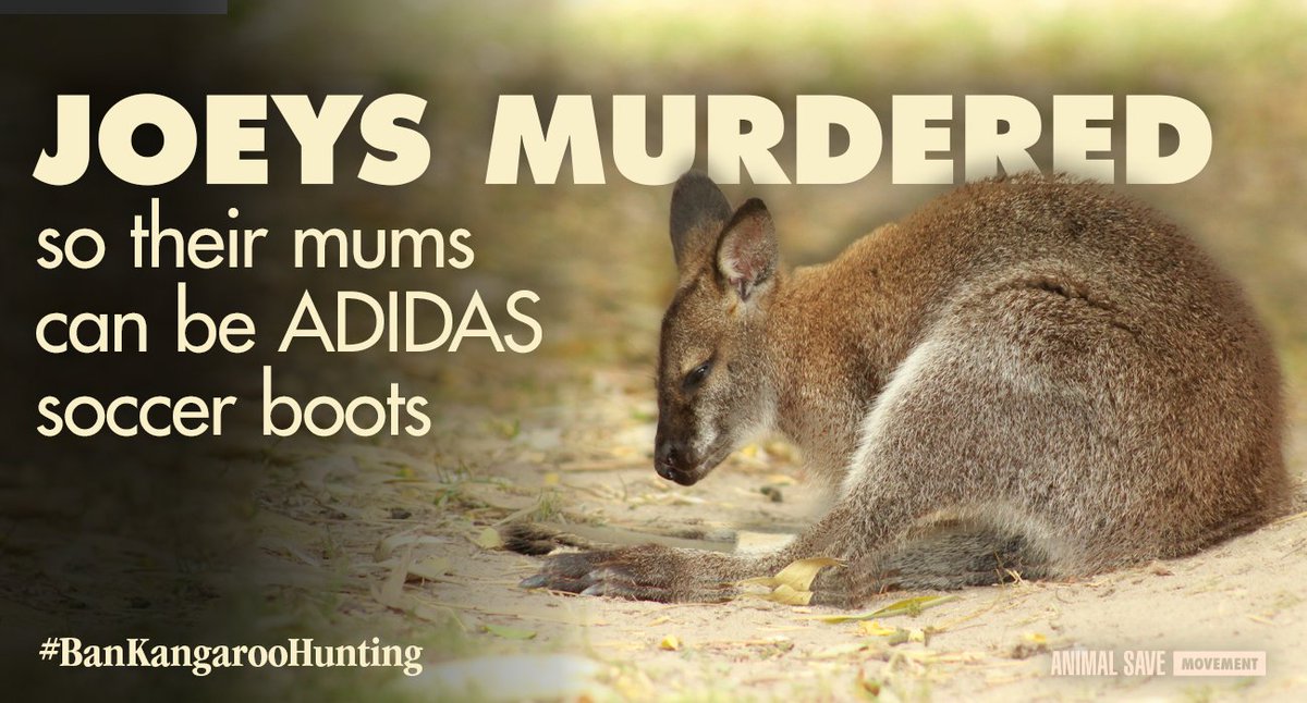 Pedimos a <a href="/Adidas/">adidas</a> que deje de utilizar canguros para sus zapatos. Podemos practicar deporte sin utilizar animales.
Firma la petición.
collectivefashionjustice.org/adidas-kangaro…
#BanKangarooHunting