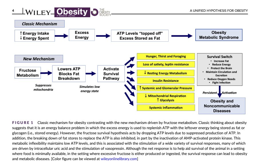 scottisaacsmd's tweet image. Obesity is a disorder of energy metabolism, in which there is low usable energy in the setting of elevated total energy. This leads to metabolic effects independent of excess energy while the excess energy drives weight gain.
onlinelibrary.wiley.com/doi/abs/10.100…