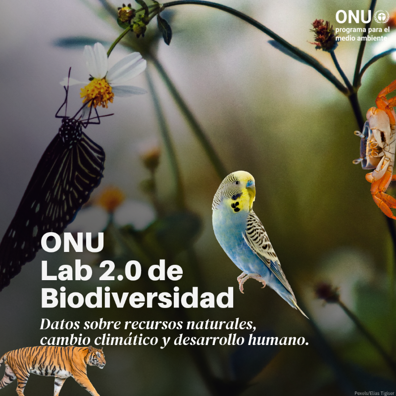 unep_espanol's tweet photo. ¿Buscas mapas y datos sobre la naturaleza, el cambio climático y el desarrollo humano?

Explora el Lab de Biodiversidad 2.0 de la @ONU_es, una plataforma #PorLaNaturaleza y sobre desarrollo sostenible del PNUMA, @PNUD, @unbiodiversity &amp; @unepwcmc.

https://t.co/WH4WT2EKPc