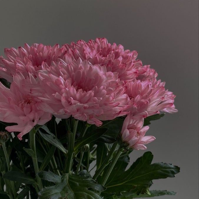 mind_mwp's tweet photo. Lilly of the Valley &amp; Chrysanthemum 
for @kimkanin_pnk @lukmha_pnk @Train_pnk @Zaxxy_PNK @Liam_PNK @vasupnk @mnmwngmwng_PNK @Khumkamchon_PNK @MoWU_PNK https://t.co/swlWqkofwI