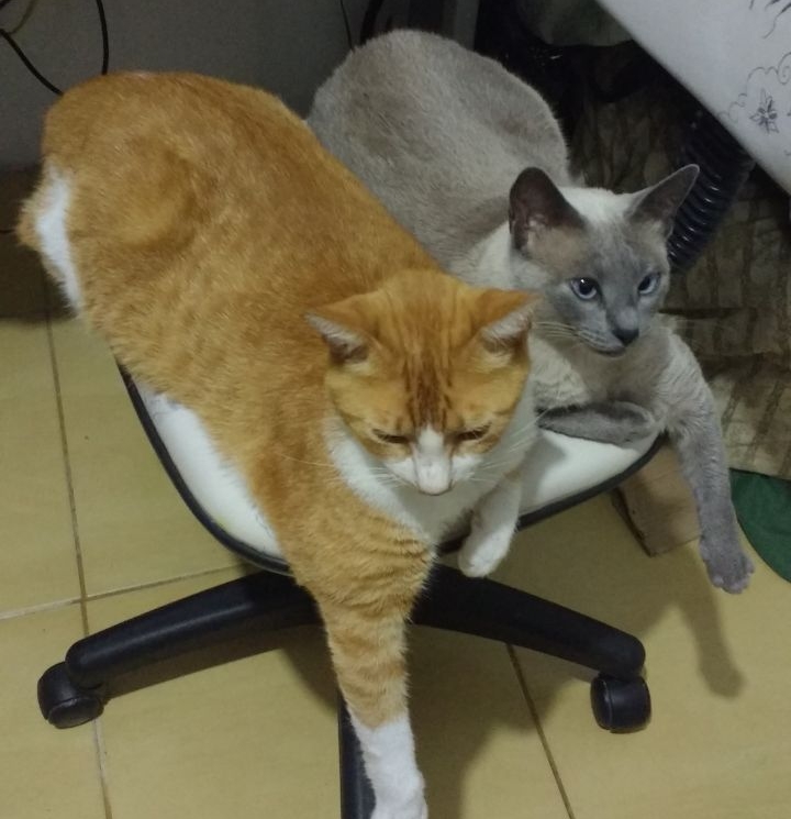 meowvember - days 25-26 - Photo

Today is Link and Ellie
 I really loved how they waited for us to take the the photo before leaving the chair. It's so hard to take photos of her.

#pixelart #ドット絵 #meowvember