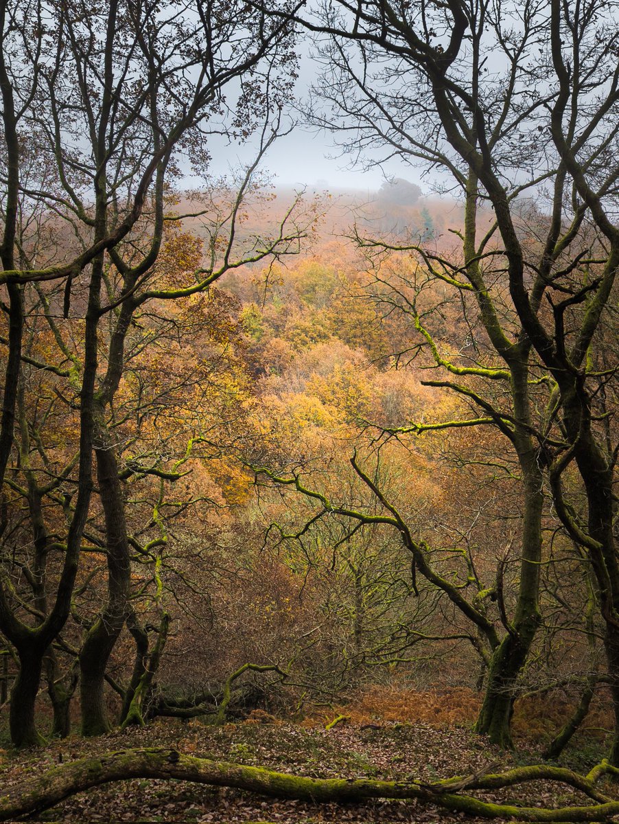 Lovely autumn scenery in today's morning walk

#Autumn #AutumnVibes #Wales #foggy #forest #nature #ThePhotoHour #woodland