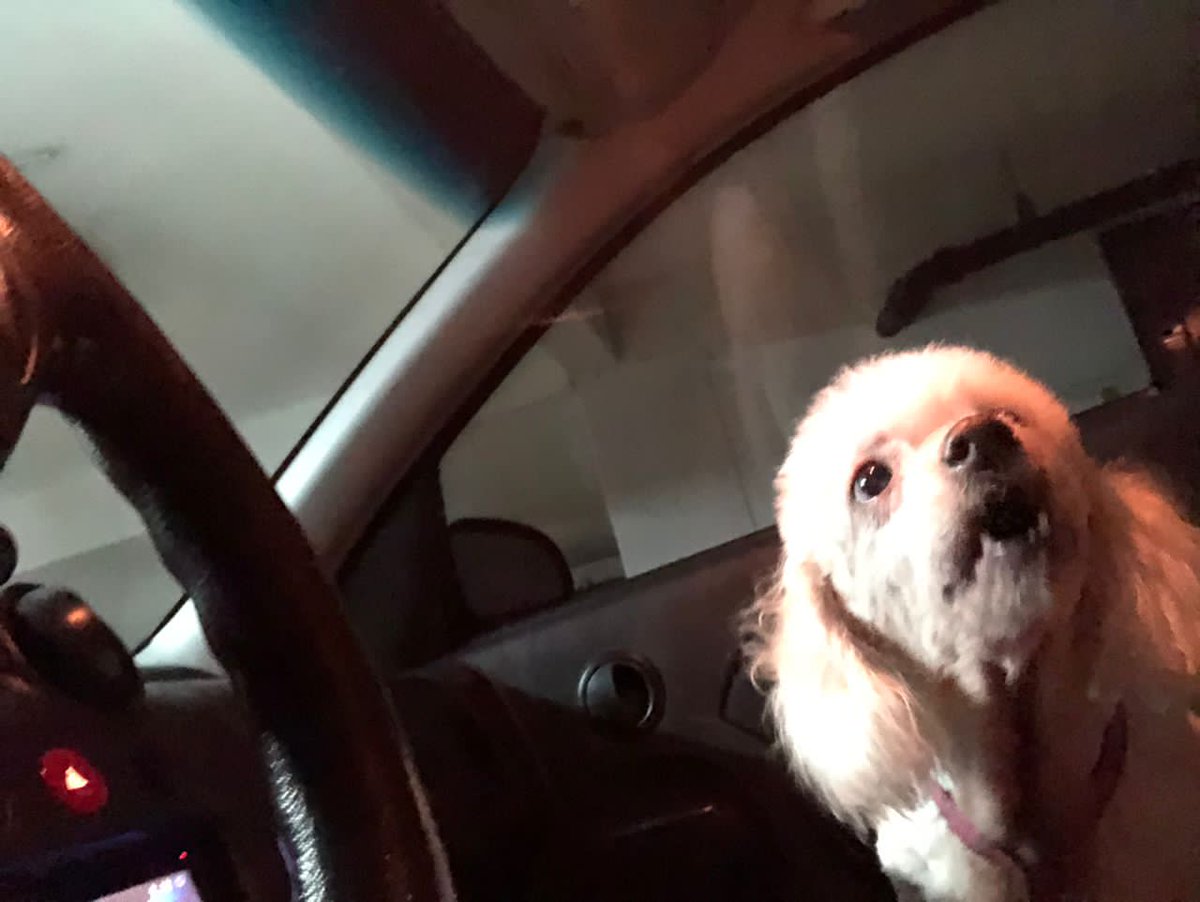Necesito su ayuda.

Alegría (la hermana de Ugo, mi perro) era la mascota de mi hermana, y ella la abandonó en el veterinario.

La tienen en una jaula encerrada. Tiene 11 años. Es Poodle, y no se merece esto. Yo no puedo adoptarla, Ugo es muy agresivo y celoso.
